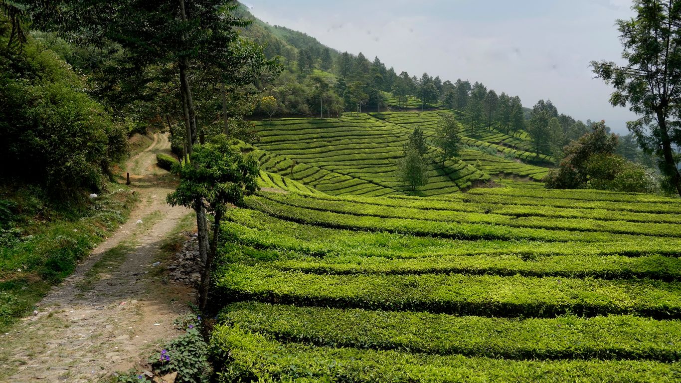 Liburan di Puncak