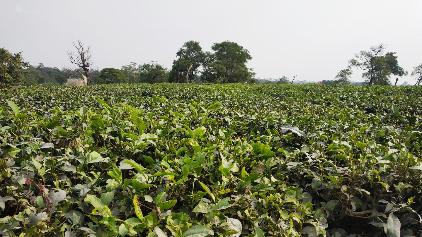 Bagdogra Travel Guide Bagdogra Tourism KAYAK