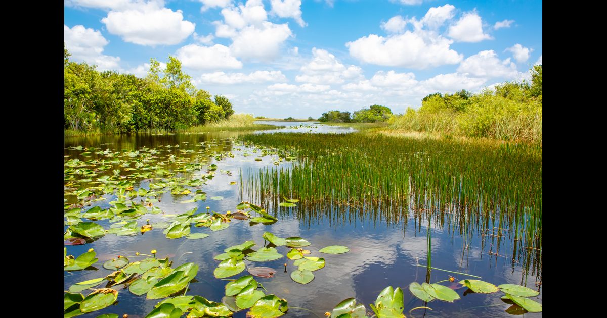 Car Rentals in Everglades from 19/day Search for Rental Cars on KAYAK