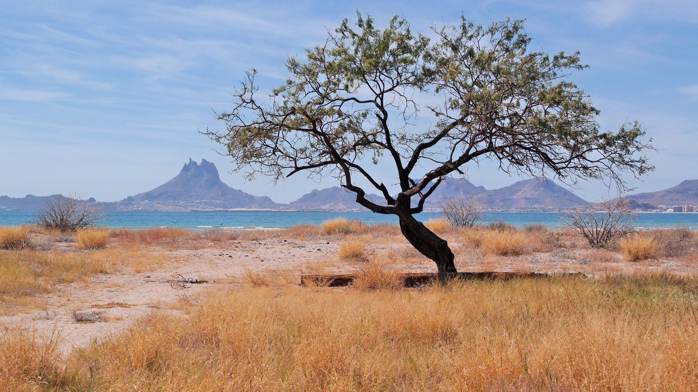 Sonora Sonora