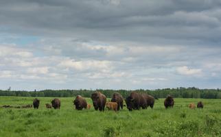 Elk Island National Park