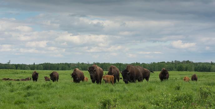 Elk Island National Park