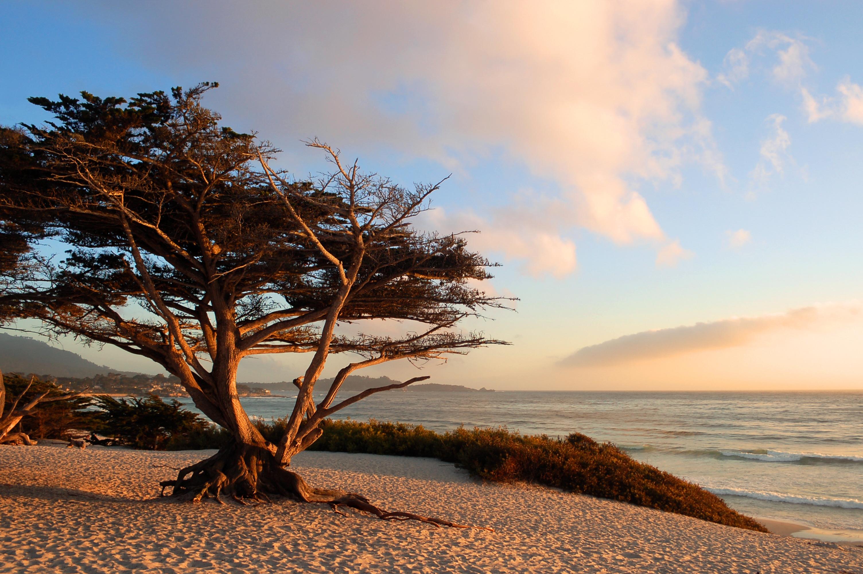 Car Rentals in Carmel by the Sea from 20 day Search for Rental