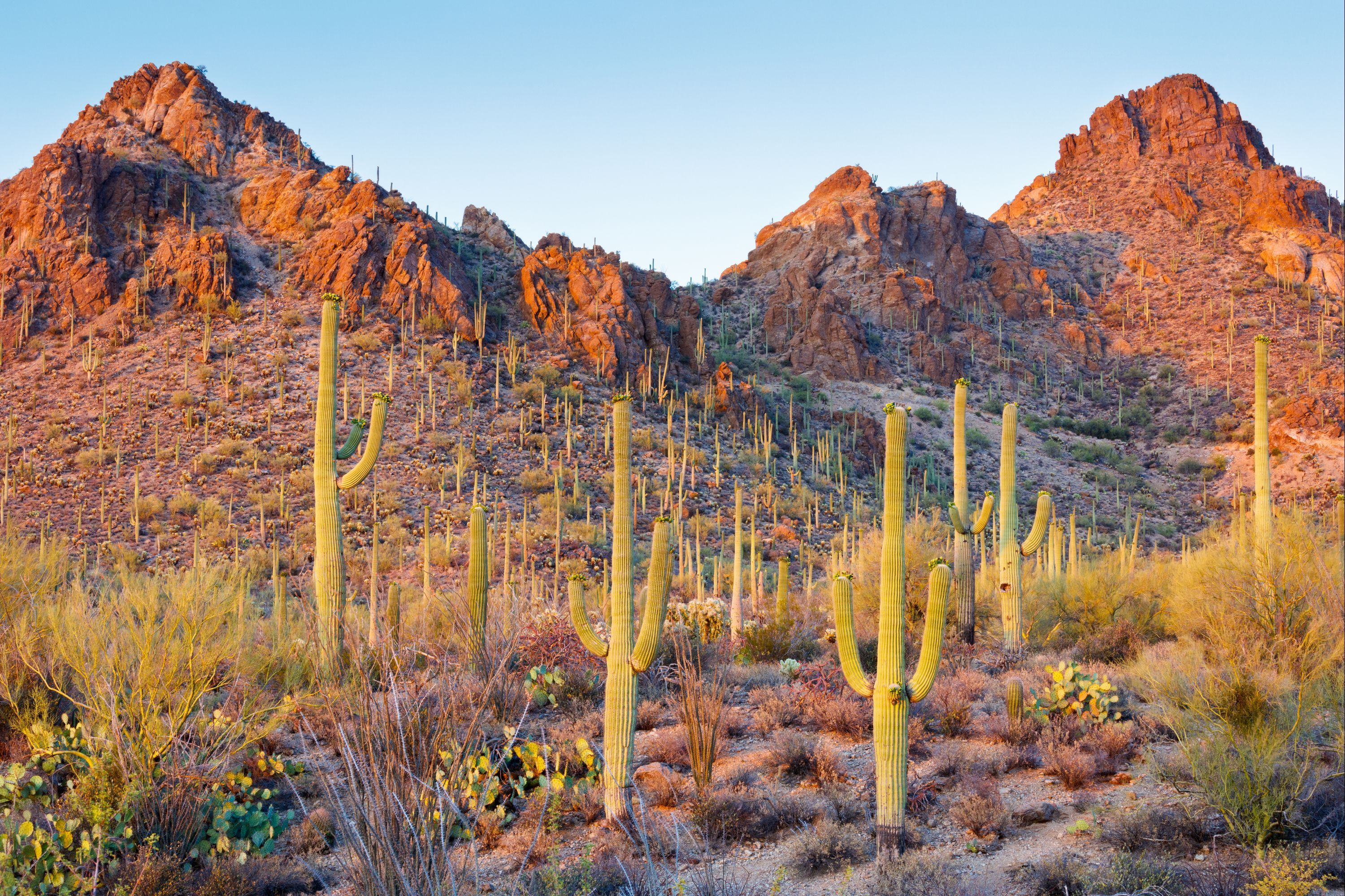 Saguaro National Park