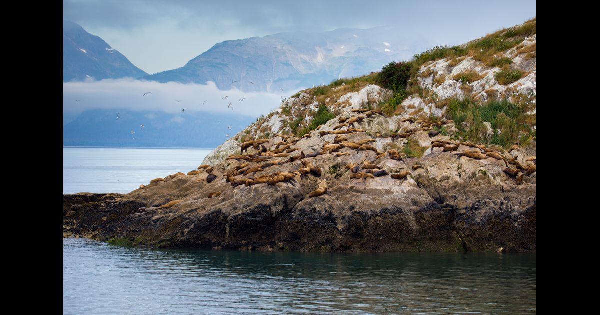 Gustavus Arpt (GST) Flight Status, Maps & more KAYAK