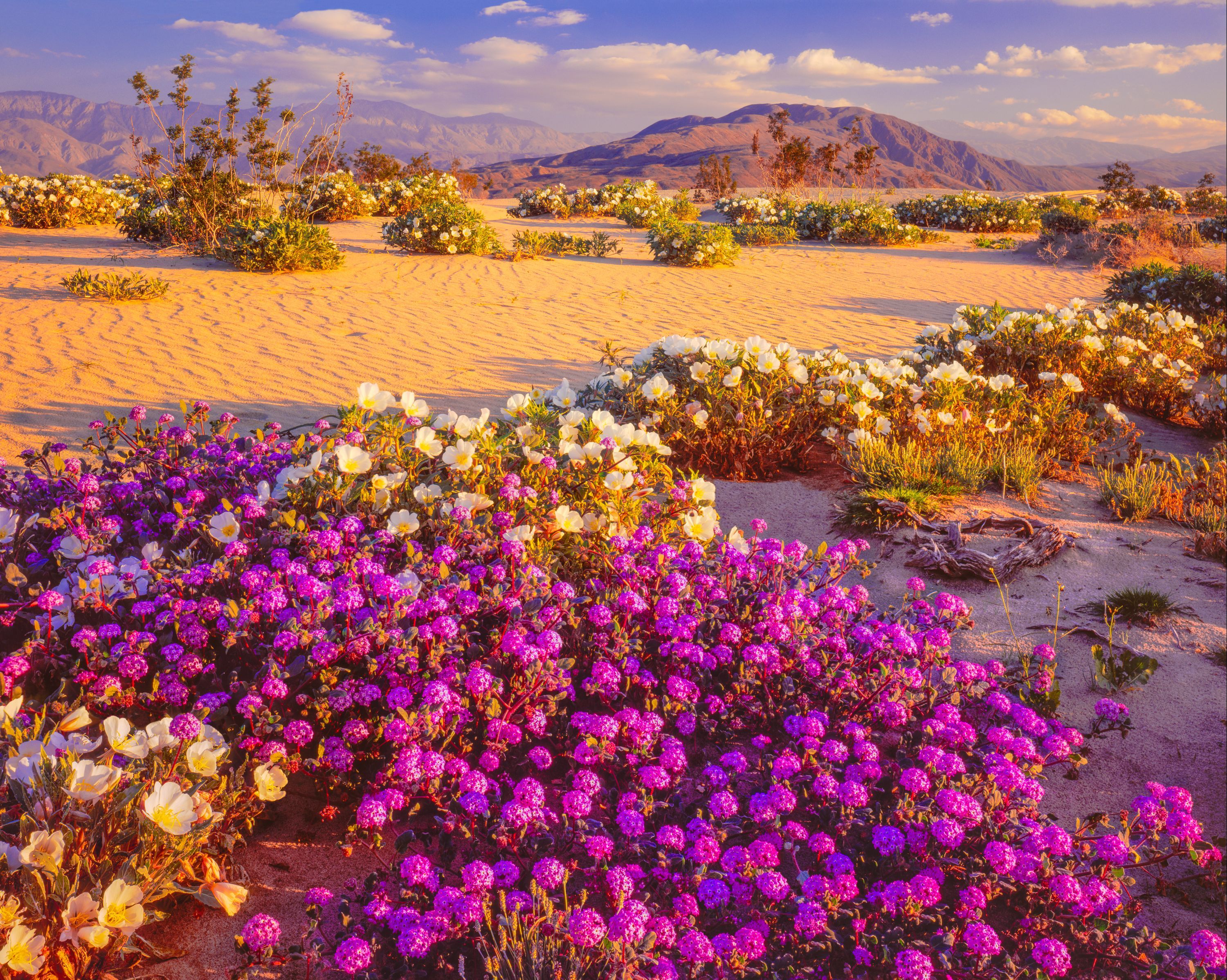6 Best Hotels In Borrego Springs Hotels From 69 night KAYAK