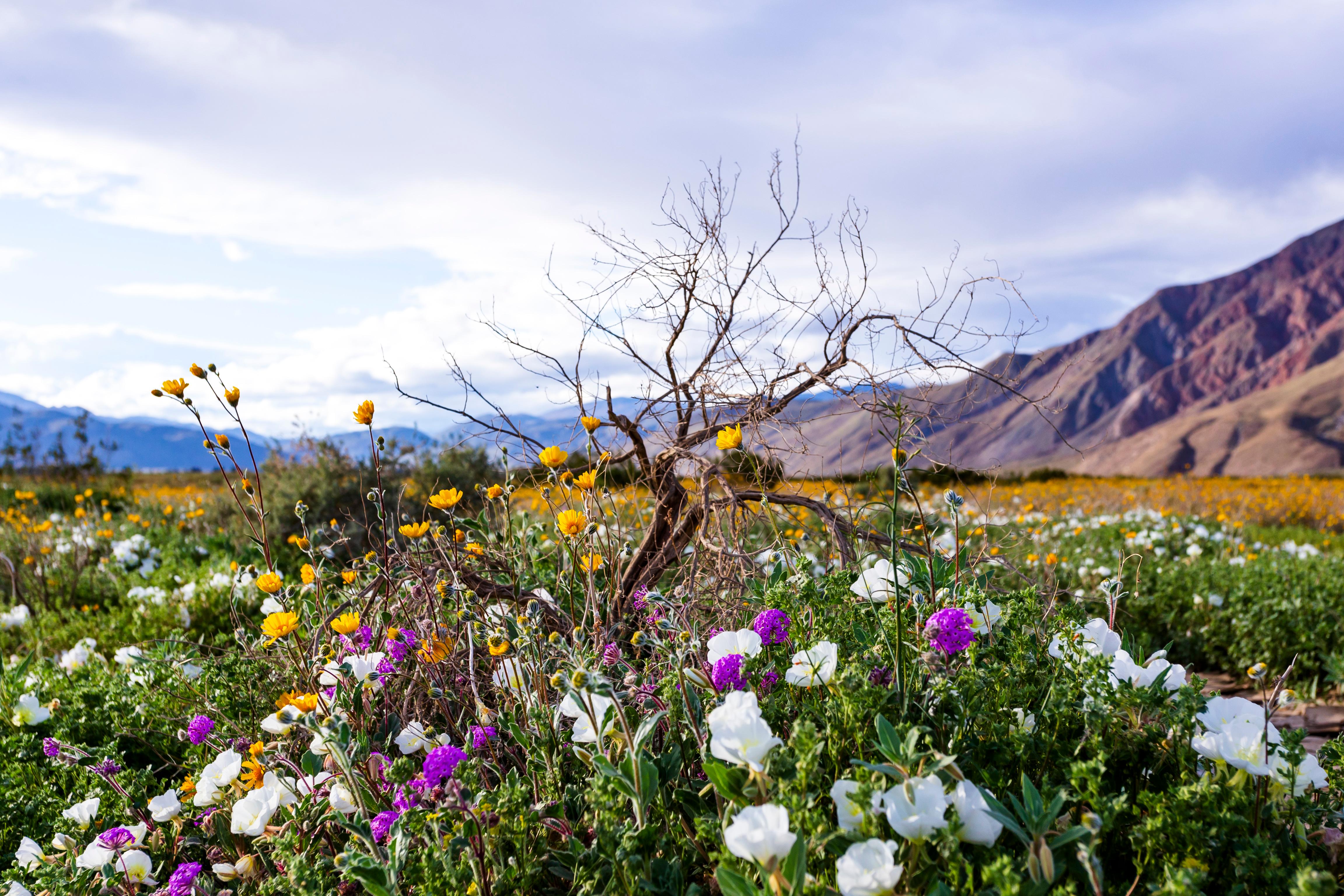 16 Best Hotels In Borrego Springs. Hotel Deals From £76/night - KAYAK