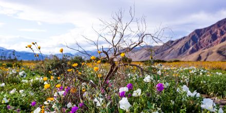 20 Best Hotels In Borrego Springs Hotels From 133night - Kayak