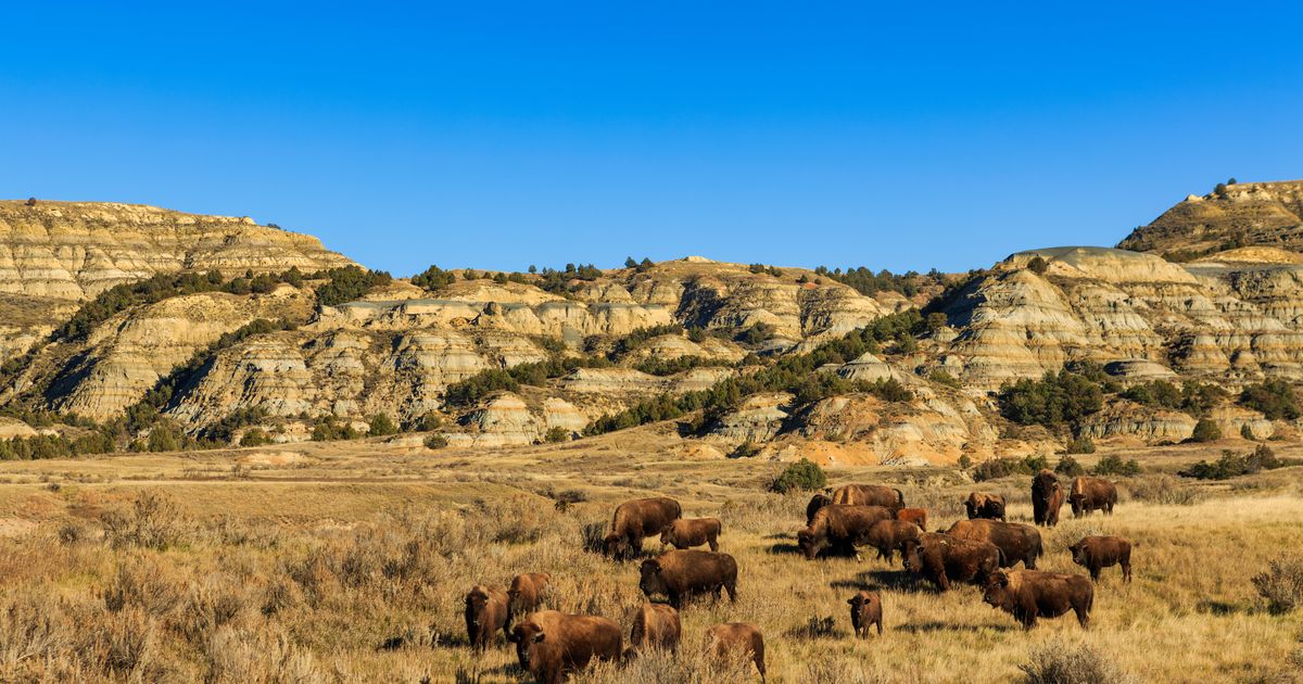 Find Medora bed & breakfasts deals | momondo