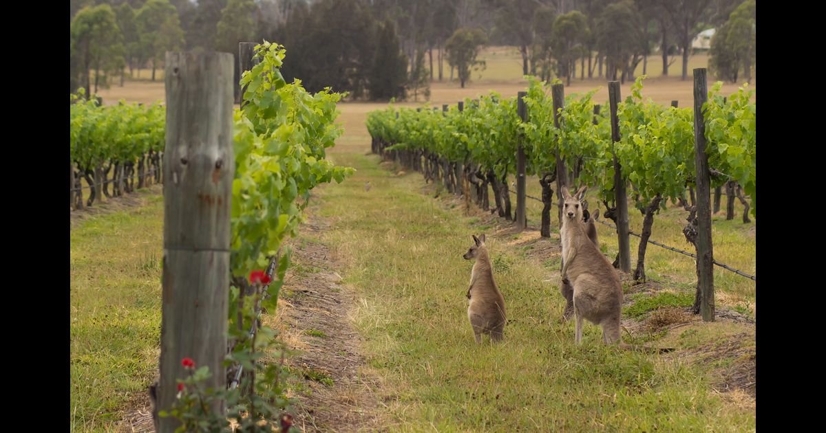 292 Cheap Flights from Alice Springs to New South Wales in 2023 momondo