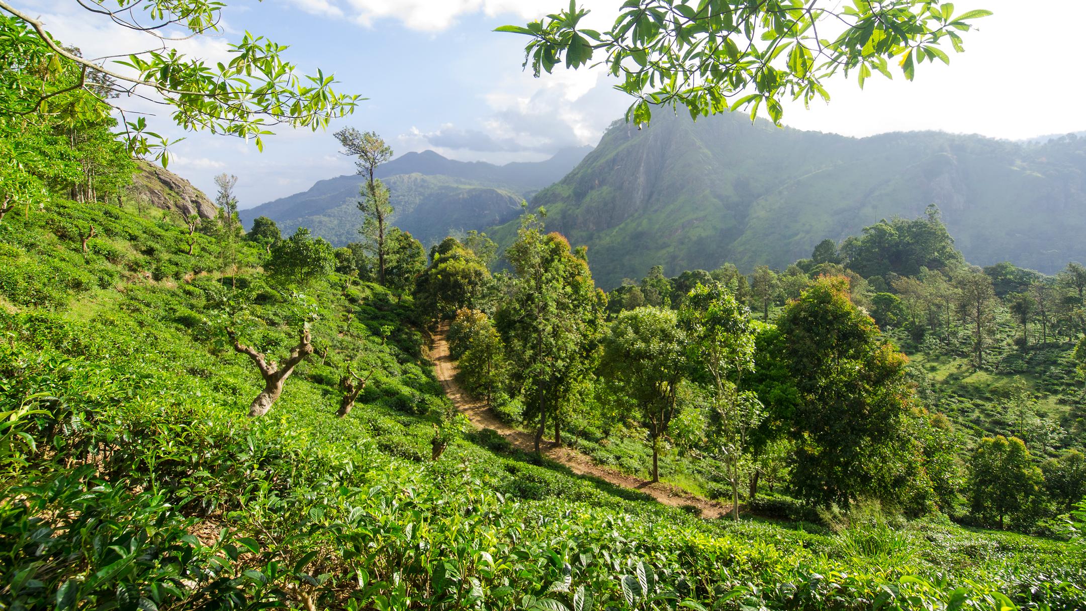 Badulla District Hotels 1,265 Cheap Badulla District Hotel Deals