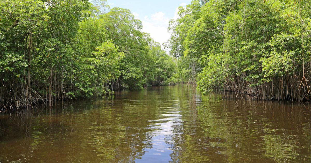 Black River Ridge Black River Travel Guide | Black River Tourism - KAYAK