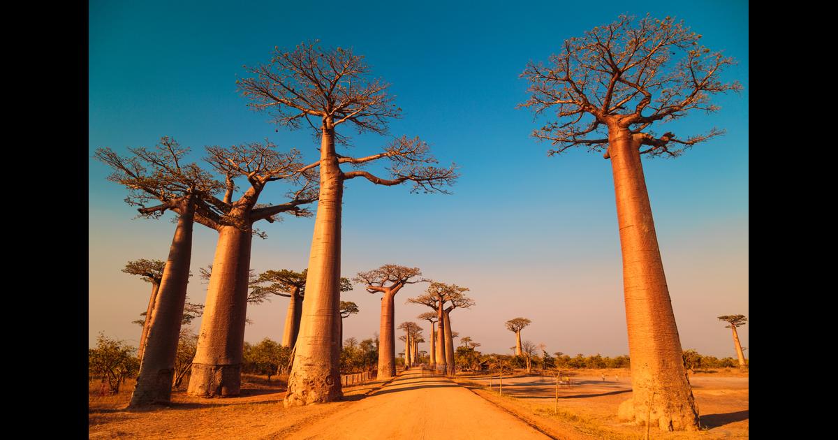 Art sur sable de Mami - Baobab