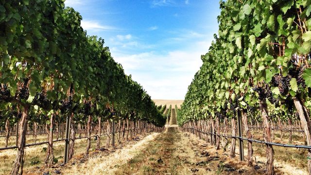 Cheap Flights to Walla Walla | KAYAK