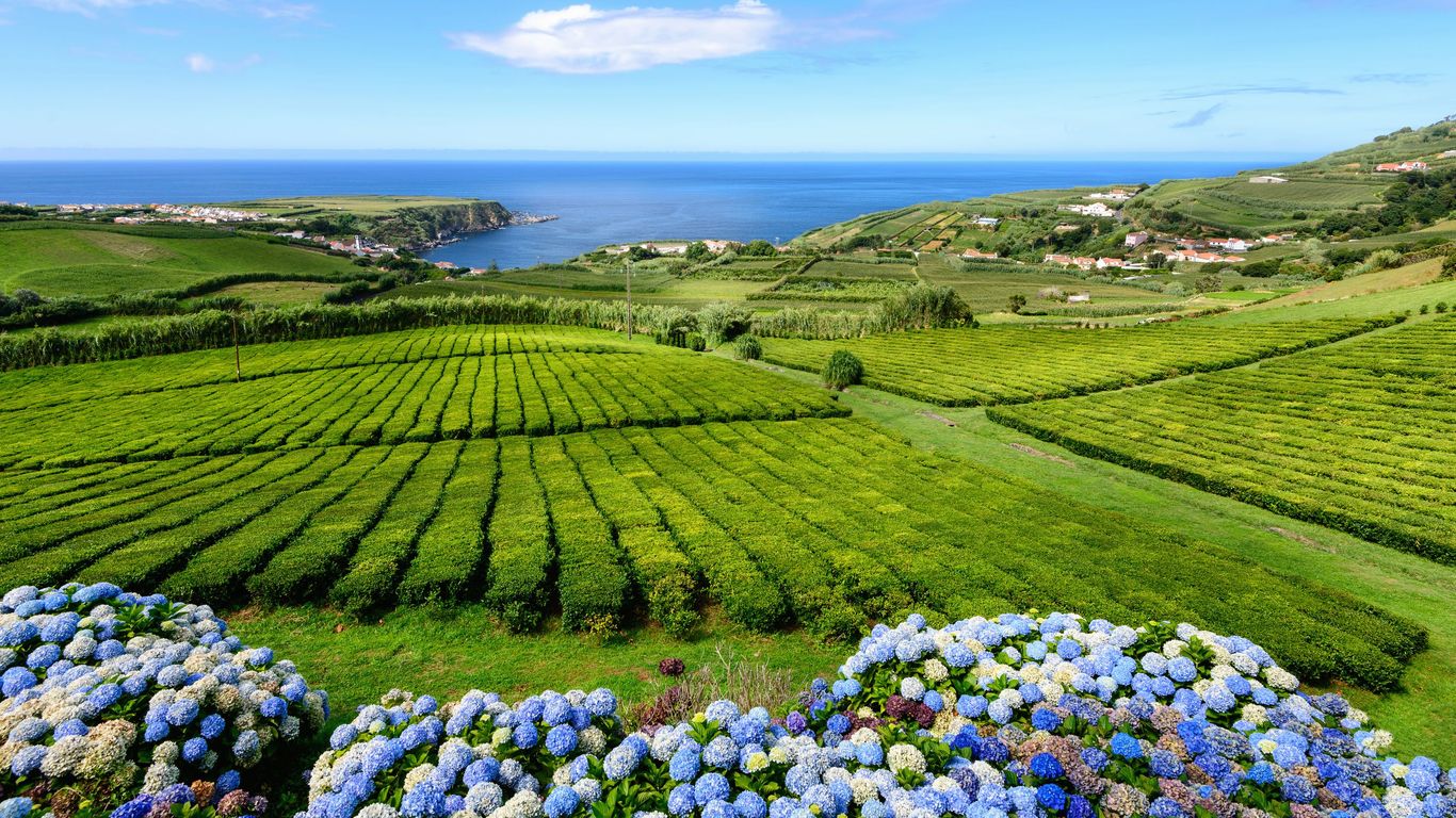 Sao Miguel Adasiki Oteller