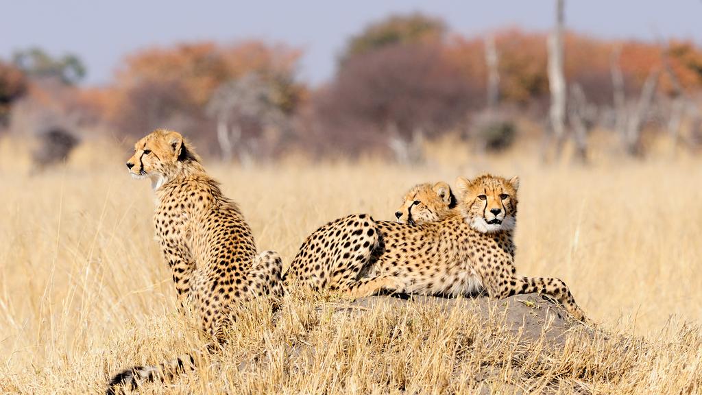 Zimbabwe holiday packages | KAYAK