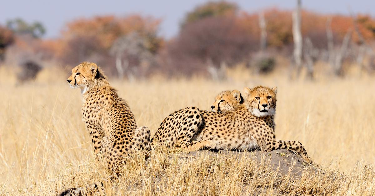 Zimbabwe vacation packages | KAYAK