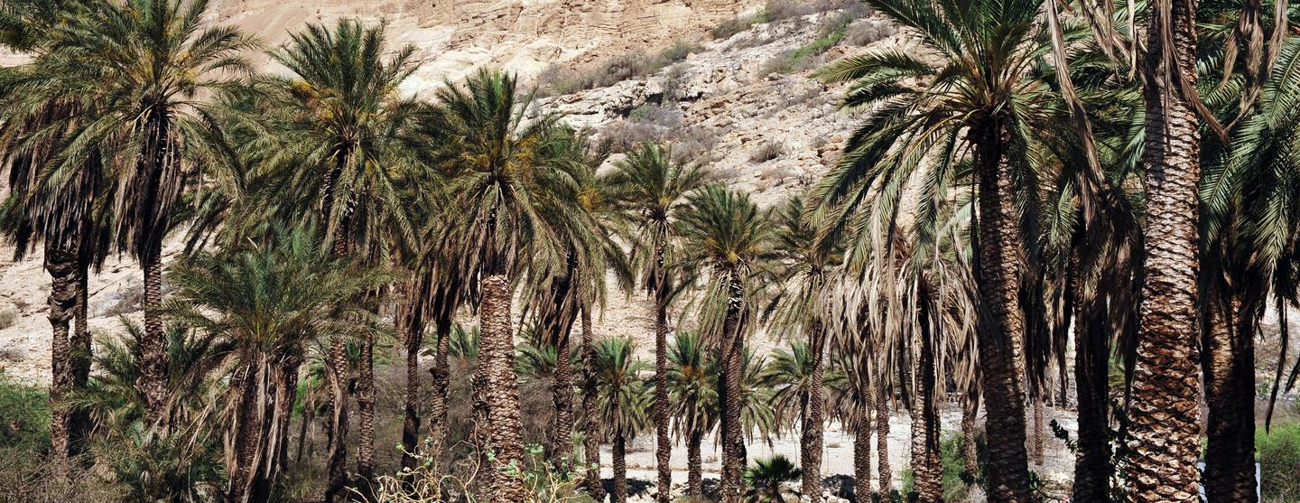 En Gedi Car Hire
