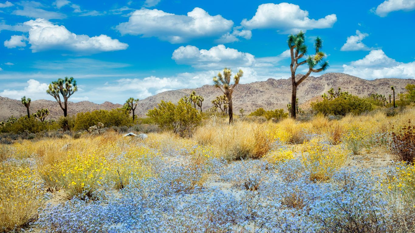 Joshua Tree Joshua Tree