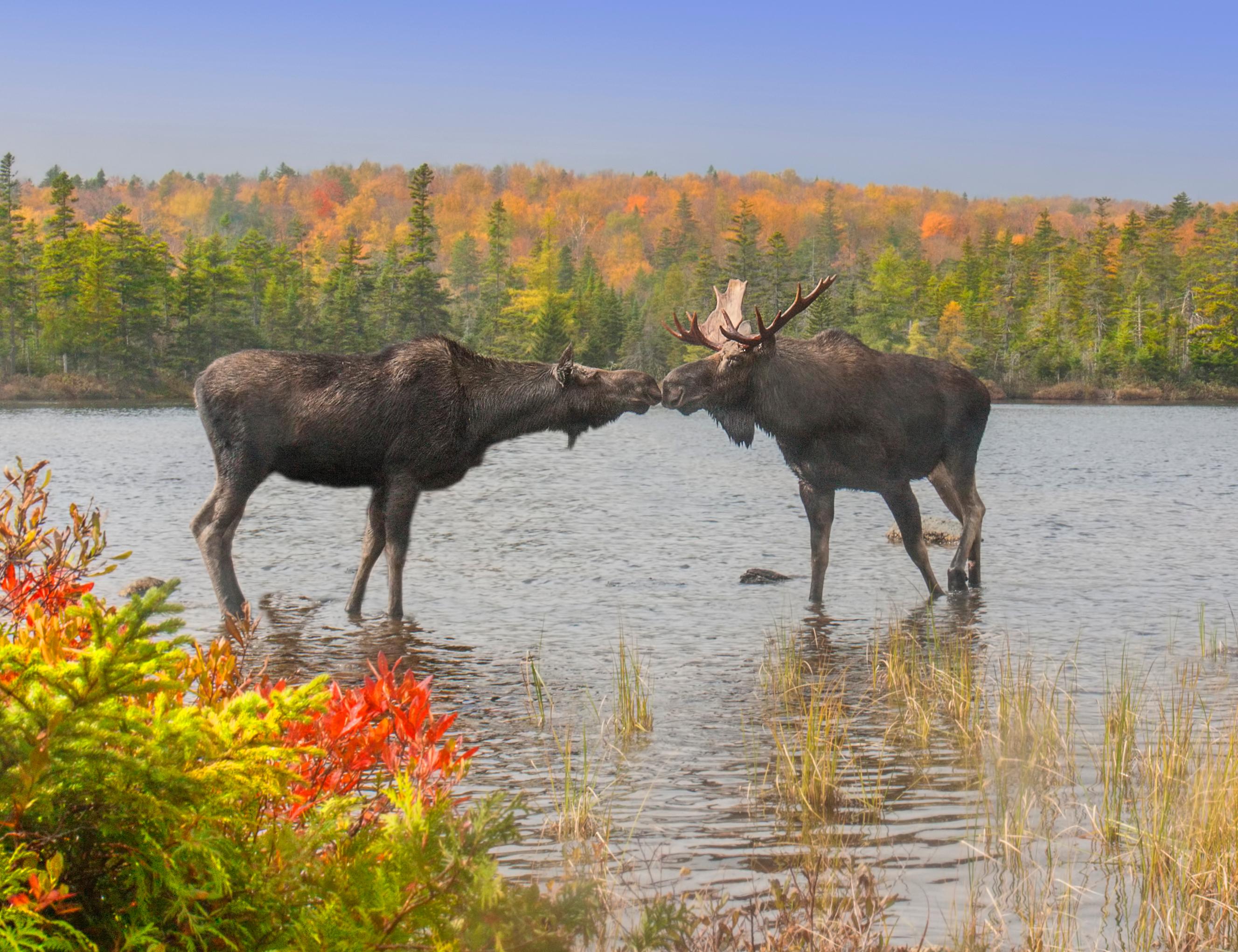 Cheap Flights from North Carolina to Maine from 61 KAYAK