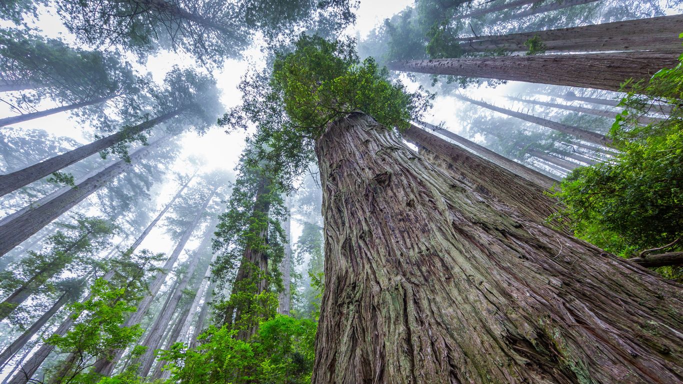 Vacations in Redwood National and State Parks