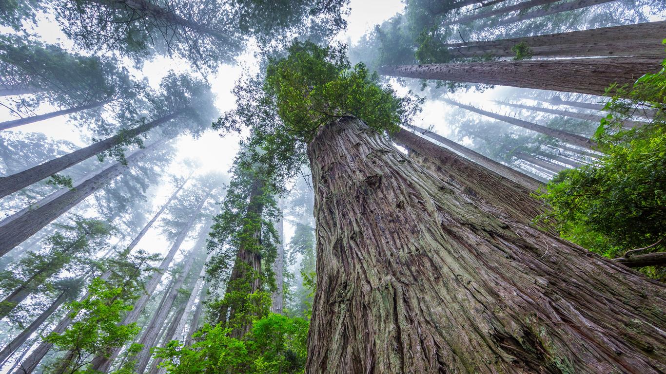 Vacations in Redwood National and State Parks