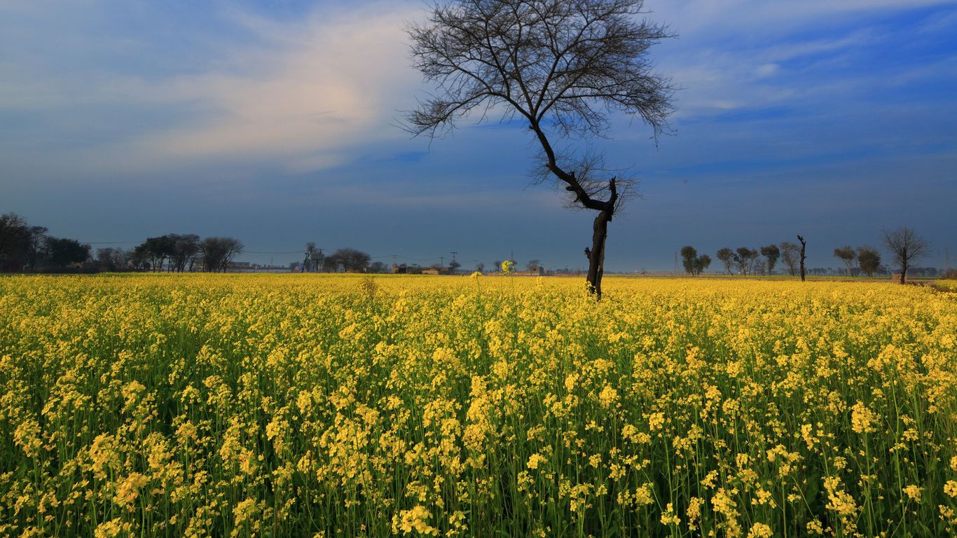 Hotéis em Punjab
