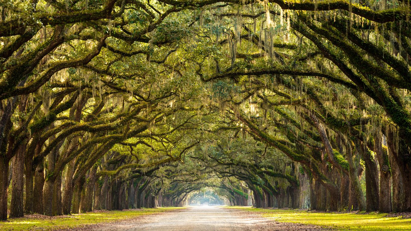 Savannah