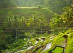 Tegalalang Rice Terrace