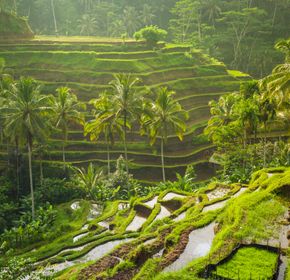 Tegalalang Rice Terrace