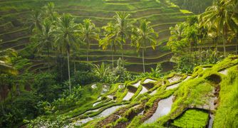 Tegalalang Rice Terrace