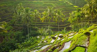 Tegalalang Rice Terrace