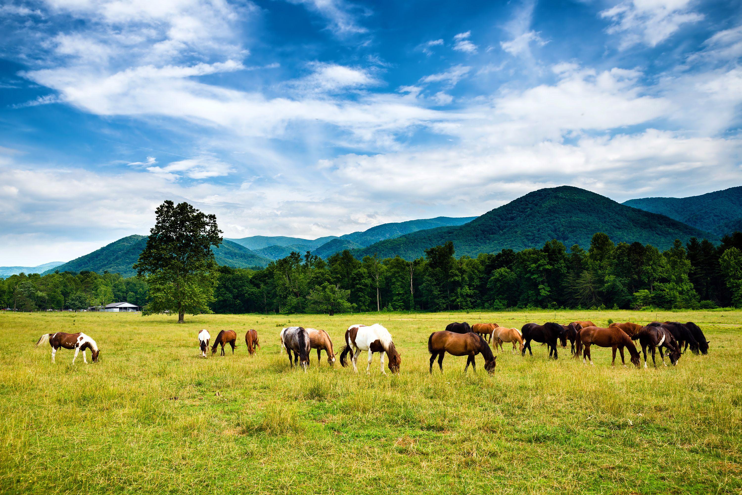 Cheap Flights from Washington D.C. to Tennessee from 47 KAYAK