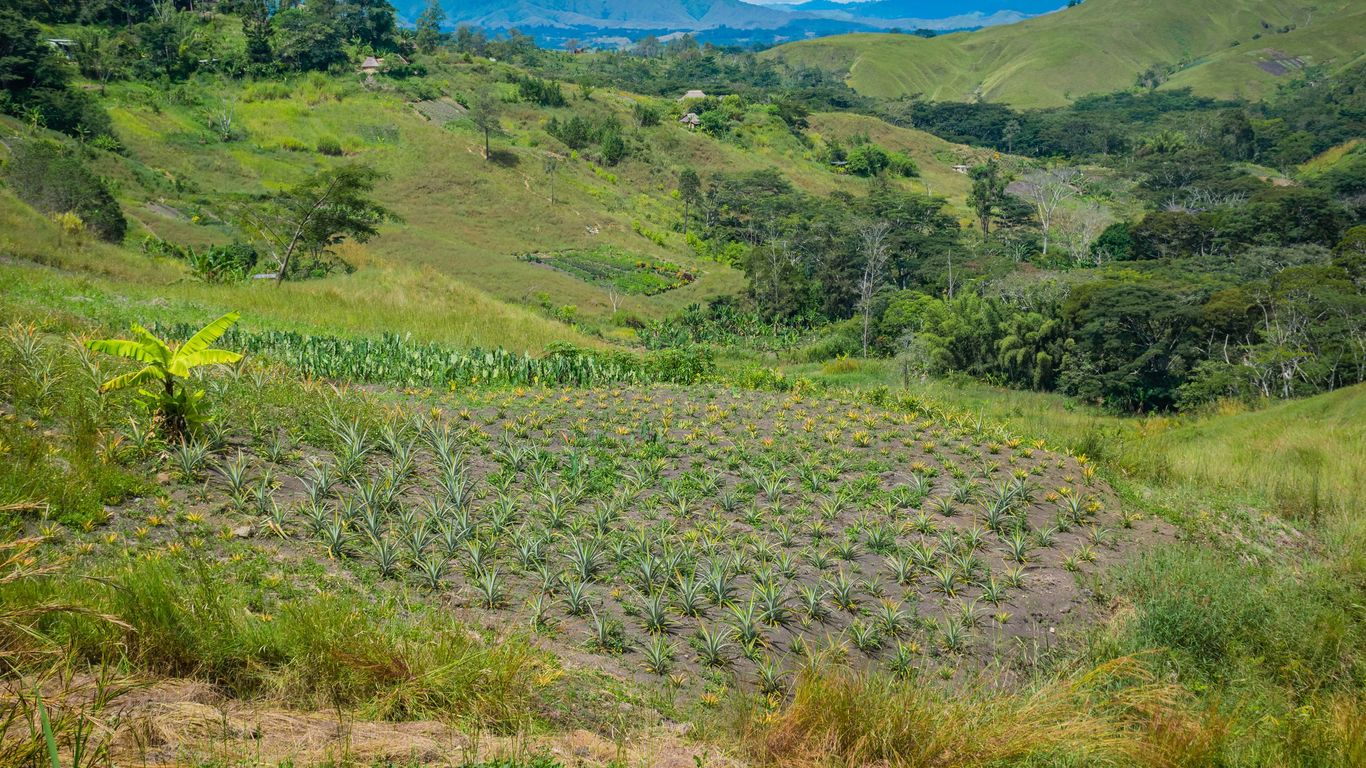Férias em Goroka