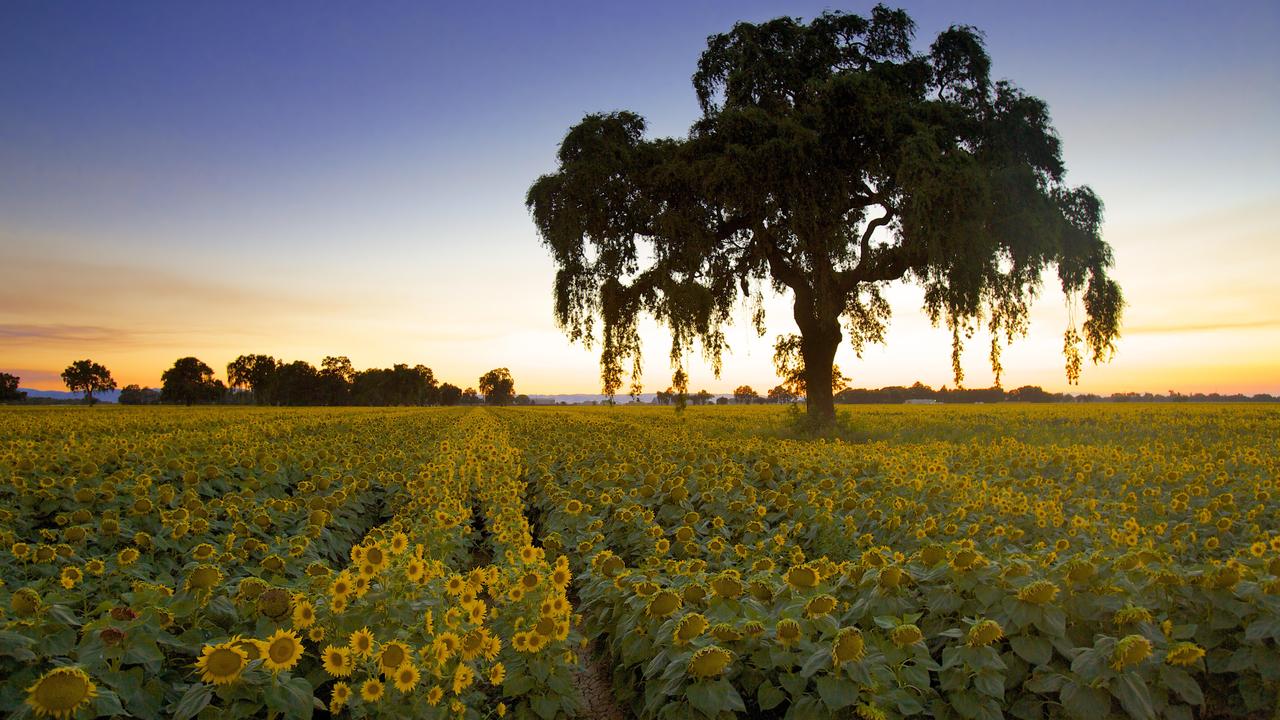 Woodland Travel Guide Woodland Tourism KAYAK