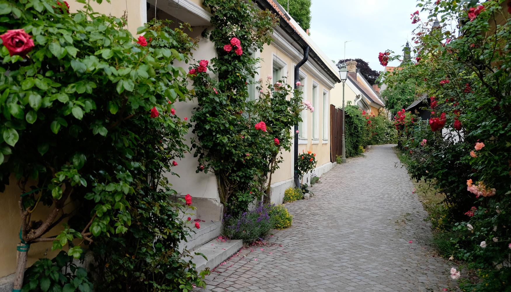 ビスビーのレンタカー Kayak カヤック ビスビーのレンタカー Kayak カヤック