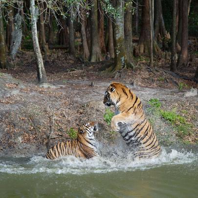 Big Cat Rescue