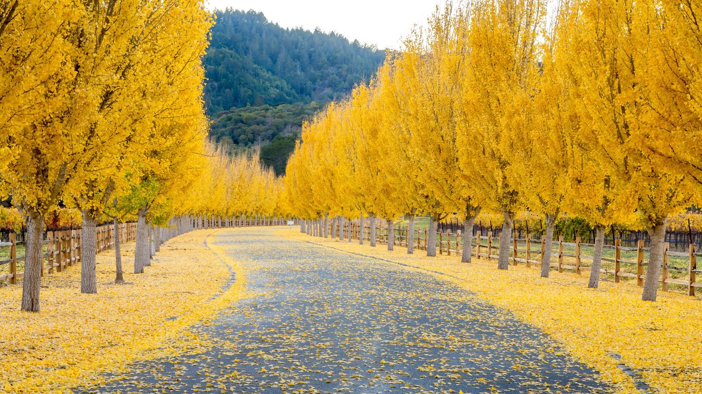 Vacaciones en Napa