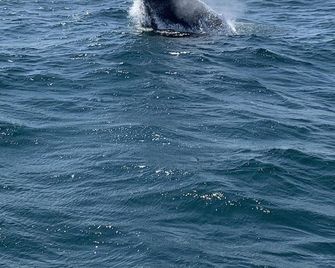 Unit #41 - Ground Floor Deluxe Studio With A/C - North Truro - Beach