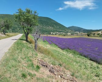 L'olivier sur la place - Forcalquier - Outdoors view