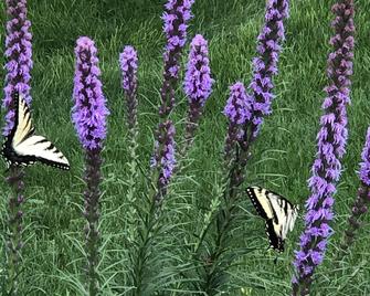 Relax In A Peaceful Country Home In The Blue Ridge Mountains. Enjoy Local Events - Sparta - Vista del exterior