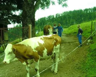 Pfandlhof - Walchsee