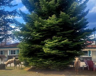 Lido Motel - Radium Hot Springs