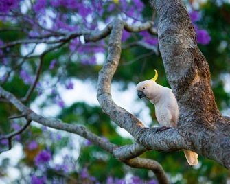 Tamborine Mountain Bed and Breakfast - Eagle Heights