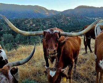 Tiny Home Cabin. Farm animals. National Parks., The Pinnacles & Hollister Hills - Hollister
