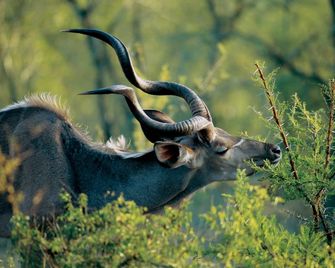 Nkomazi Game Reserve By Newmark - Badplaas