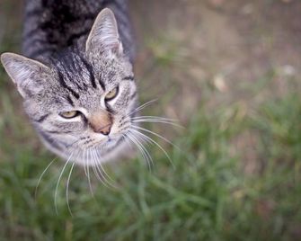 Dio-Lak Vendeghaz - Feldebrő