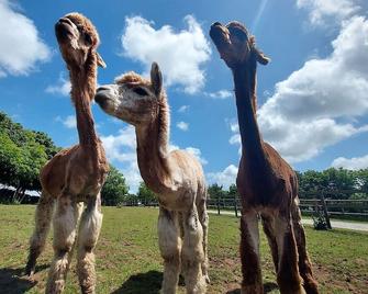 2 bedroom barn conversion on smallholding with alpacas, goats and pigs - Redruth
