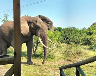 Engiri Game Lodge and Campsite - Kasese