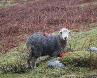 Dalesway Cottage - Windermere